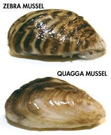 Invasive Zebra and Quagga Mussels