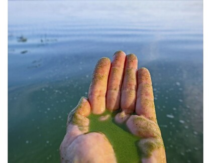 Blue Green Algae Health Advisory